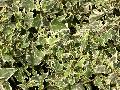 Mini Esther English Ivy / Hedera helix 